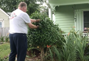 Man Pruning a Camellia